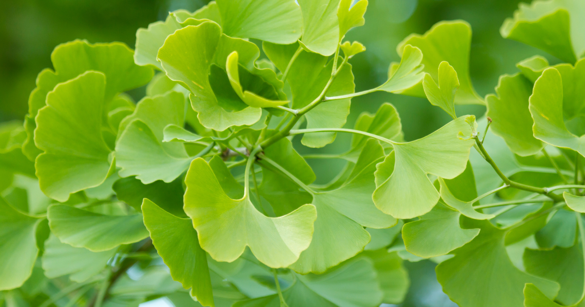 Ginkgo Biloba What Is Ginkgo Biloba Good For? Life Happns