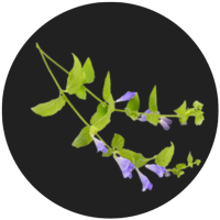 Life Happns Chillax Stress Support Supplement Skullcap