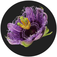 Life Happns Do Not Disturb Good Night Supplement Passionflower