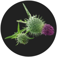 Life Happns Pour Decisions Alcohol Metabolism Supplement Milk Thistle
