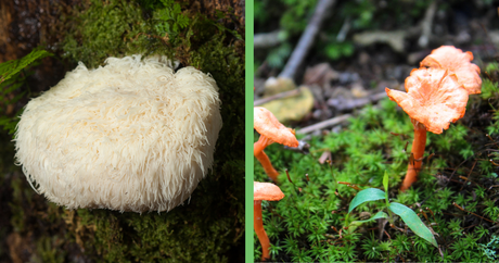 Cordyceps and Lion's Mane Mushroom