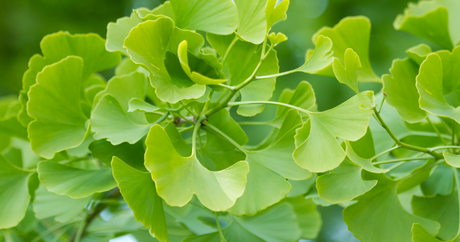 Ginkgo Biloba: What Is Ginkgo Biloba Good For?